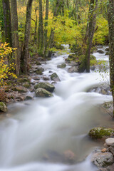 Vertical Mountain River Stream with Silky Water Flowing Through Autumn Forest