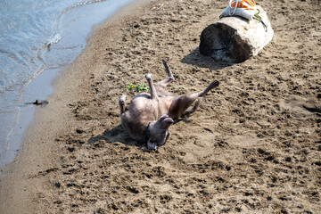 Dog enjoys a sunny day at the beach, rolling in the sand next to the water and a log
