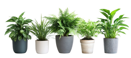 A serene display of five diverse indoor plants in stylish pots. greenery against a minimalist white background. perfect for home decor inspiration
