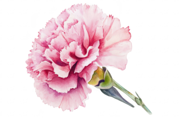 A delicate pink carnation flower in full bloom. intricate petal details and colors. set against a plain white background. ideal for floral-themed designs and nature-related projects