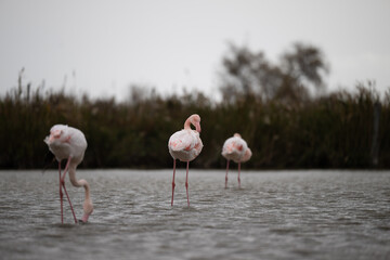 fenicotteri rosa camargue