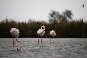 fenicotteri rosa camargue