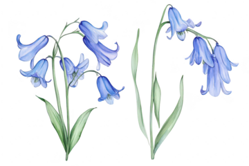 A illustration of delicate bluebell flowers their intricate petals and lush green leaves. set against a clean white background. ideal for botanical art applications