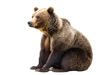 Obraz premium A majestic brown bear sitting calmly against a white background. its powerful physique and natural beauty. ideal for wildlife conservation themes and educational materials