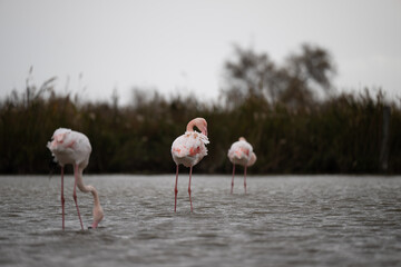 fenicotteri rosa camargue