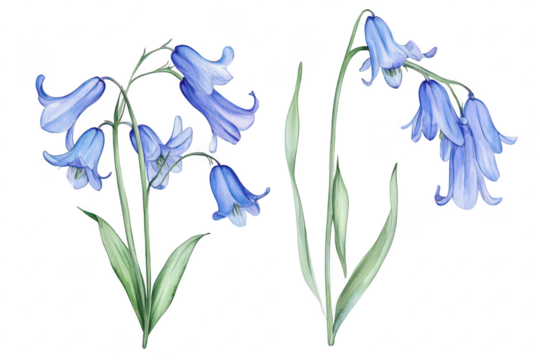 A illustration of delicate bluebell flowers their intricate petals and lush green leaves. set against a clean white background. ideal for botanical art applications