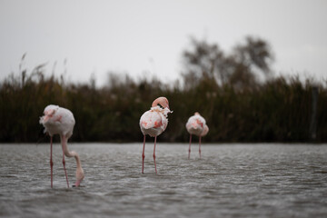 fenicotteri rosa camargue