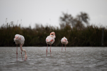 fenicotteri rosa camargue