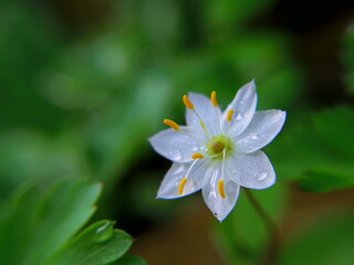 水滴をまとったツマトリソウの輝き