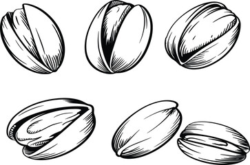 Set of Six Pistachio Nuts Sketch Illustration, Detailed Vintage Engraving Food Drawing, Monochrome Botanical Ingredient Snack Vector Collection