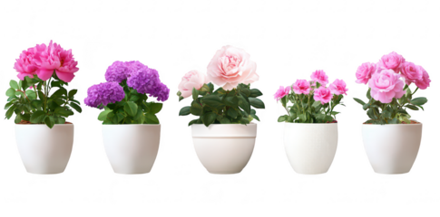 A display of various flowering plants in white pots. a range of colors including pink. purple. and white. set against a clean background. ideal for home decor or gardening inspiration