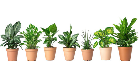 Obraz premium A arrangement of various indoor plants in terracotta pots. lush green leaves and diverse textures. set against a clean white background. perfect for home decor inspiration