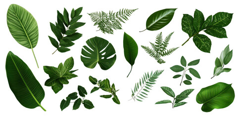 A diverse collection of various green leaves unique shapes and textures. arranged artistically on a neutral background. ideal for nature-themed designs or botanical illustrations
