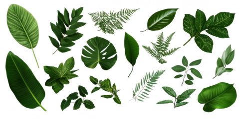 A diverse collection of various green leaves unique shapes and textures. arranged artistically on a neutral background. ideal for nature-themed designs or botanical illustrations
