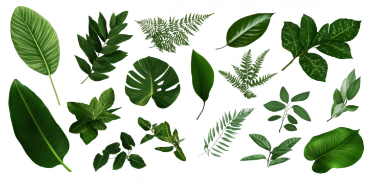 A diverse collection of various green leaves unique shapes and textures. arranged artistically on a neutral background. ideal for nature-themed designs or botanical illustrations