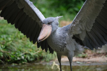 Spreading Wings Shoebill with Massive Bill
