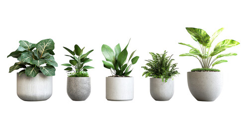 Fototapeta premium A collection of five diverse potted plants arranged in a minimalist setting. various textures and shades of green. ideal for home decor or interior design inspiration