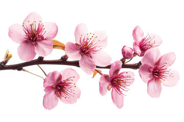 A delicate branch of pink cherry blossoms showcases flowers against a clean white background. symbolizing spring and renewal. ideal for nature-themed projects and designs
