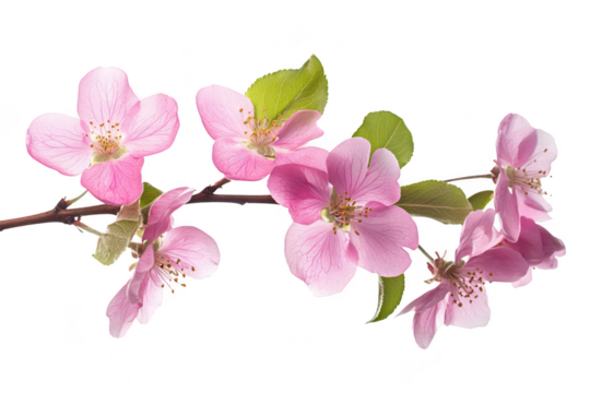 A delicate branch adorned with pink blossoms. the beauty of spring in a bright. minimalist setting. perfect for floral-themed projects or nature-inspired designs