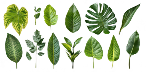 A collection of various tropical leaves arranged artistically on a clean background. diverse shapes and textures. ideal for nature-themed projects and designs