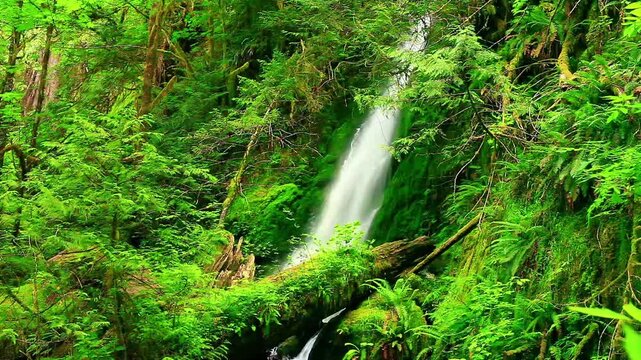 a video of Merriman Falls in Olympic National Forest Washington State