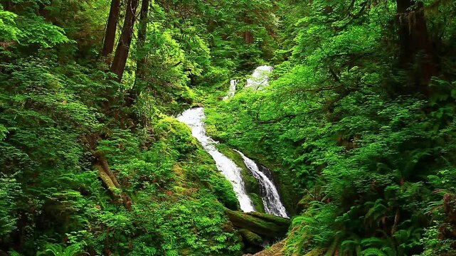 a video of Bunch Falls in Olympic National Park Washington State