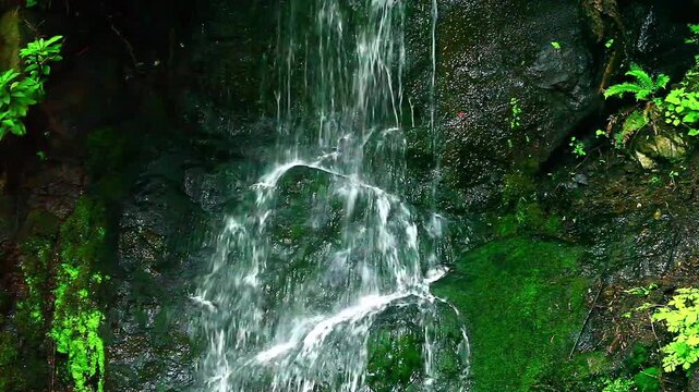  a video of a fresh water spring in Olympic National Park