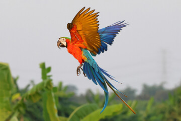 Colorful Harlequin Macaw parrot flying on the sky. Free flying bird