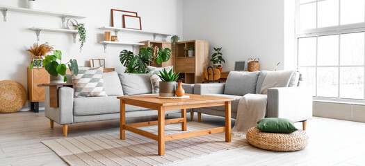 Interior of light living room with sofas and Monstera houseplant