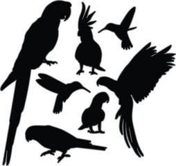 Bird silhouette collection, tropical species, parrot shapes, flying and perching poses, vector graphic, minimal, bold, black, art