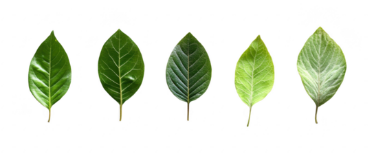 A close-up view of five distinct green leaves arranged in a row. variations in shape. texture. and color. against a clean white background. ideal for educational or botanical use