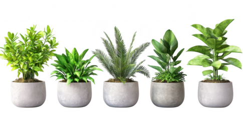 A serene arrangement of five potted indoor plants in modern concrete pots. greenery and diverse leaf shapes. set against a minimalist white background for a calming atmosphere