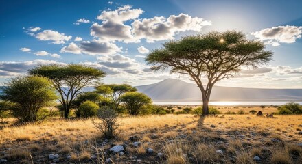 Scenic view of acacia trees on dry savanna grassland at sunset or sunrise, with a distant mountain and body of water under a bright, cloudy blue sky in an african landscape