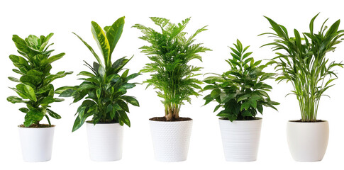 A arrangement of five indoor potted plants diverse foliage and textures. placed against a clean white background. ideal for home decor or gardening inspiration