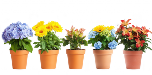 A arrangement of colorful potted flowers including blue hydrangeas. yellow daisies. and red lilies. set against a clean white background. ideal for home decor or gardening inspiration