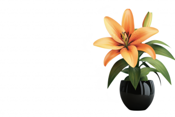 A orange lily flower elegantly arranged in a sleek black vase. set against a minimalist white background. perfect for home decor or floral design inspiration