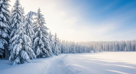 A beautiful winter landscape featuring snowcovered evergreen trees lining a path next to a vast, bright snowy field under a clear blue sky with soft sunlight filtering through