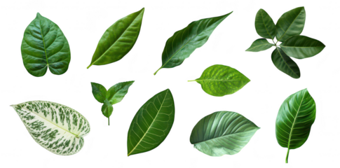A collection of various green leaves different shapes. sizes. and textures. arranged aesthetically on a clean white background. ideal for nature-themed projects or botanical studies