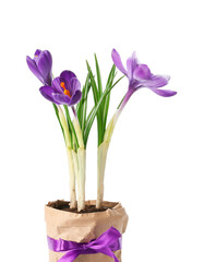Pot with beautiful crocus flowers isolated on white background