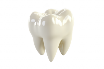 A close-up view of a glossy. three-dimensional tooth model its detailed anatomy and smooth surface. set against a clean. white background. ideal for dental education and marketing