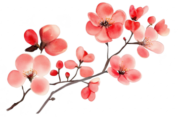 A delicate watercolor illustration of cherry blossom branches with pink and red flowers. springs beauty and tranquility. perfect for nature-themed designs or seasonal decor