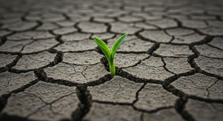 Resilient sprout emerging from dry cracked earth