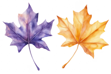 A watercolor illustration featuring two distinct maple leaves. one in shades of purple and the other in warm orange. set against a clean white background. ideal for seasonal decor or nature-themed des