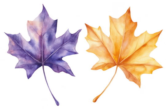 A watercolor illustration featuring two distinct maple leaves. one in shades of purple and the other in warm orange. set against a clean white background. ideal for seasonal decor or nature-themed des