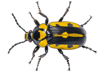 A yellow and black beetle positioned centrally against a white background. its intricate patterns and features. ideal for educational or scientific use