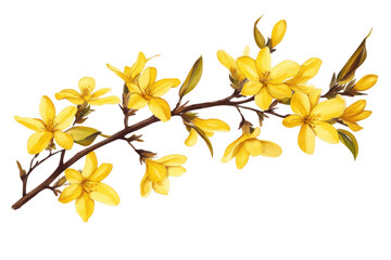 Obraz premium A yellow floral branch featuring delicate blossoms and green leaves. set against a clean white background. ideal for nature-themed designs and botanical illustrations
