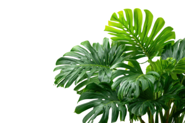 Lush green monstera deliciosa plant leaves with natural holes on black background leaf, Isolated On Transparent Background, Png
