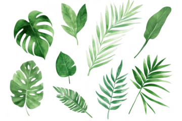 A collection of various green tropical leaves. different shapes and textures. set against a clean white background. ideal for nature-themed designs or botanical illustrations