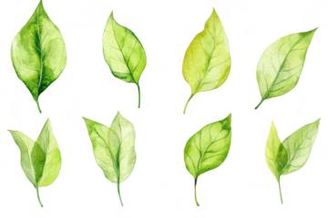 A collection of various green leaves different shapes and shades. arranged artistically against a white background. ideal for nature-themed designs or botanical illustrations
