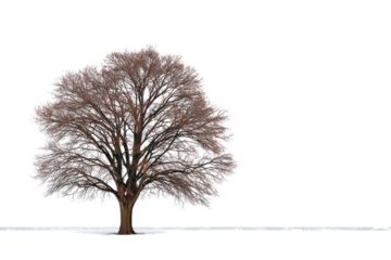 Bare brown tree with snow on branches against black background winter, Isolated On Transparent Background, Png